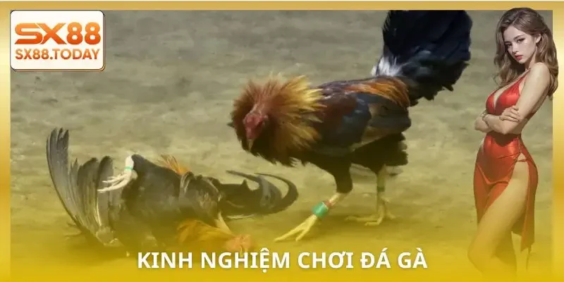 da-ga-cua-dao-cac-tran-dau