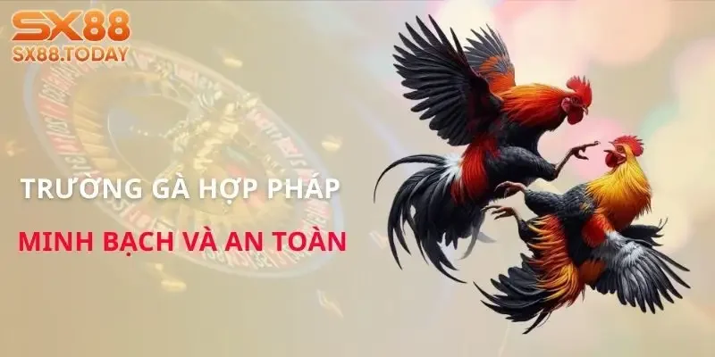 truong-ga-hop-phap